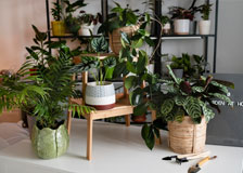 Artificial Plants